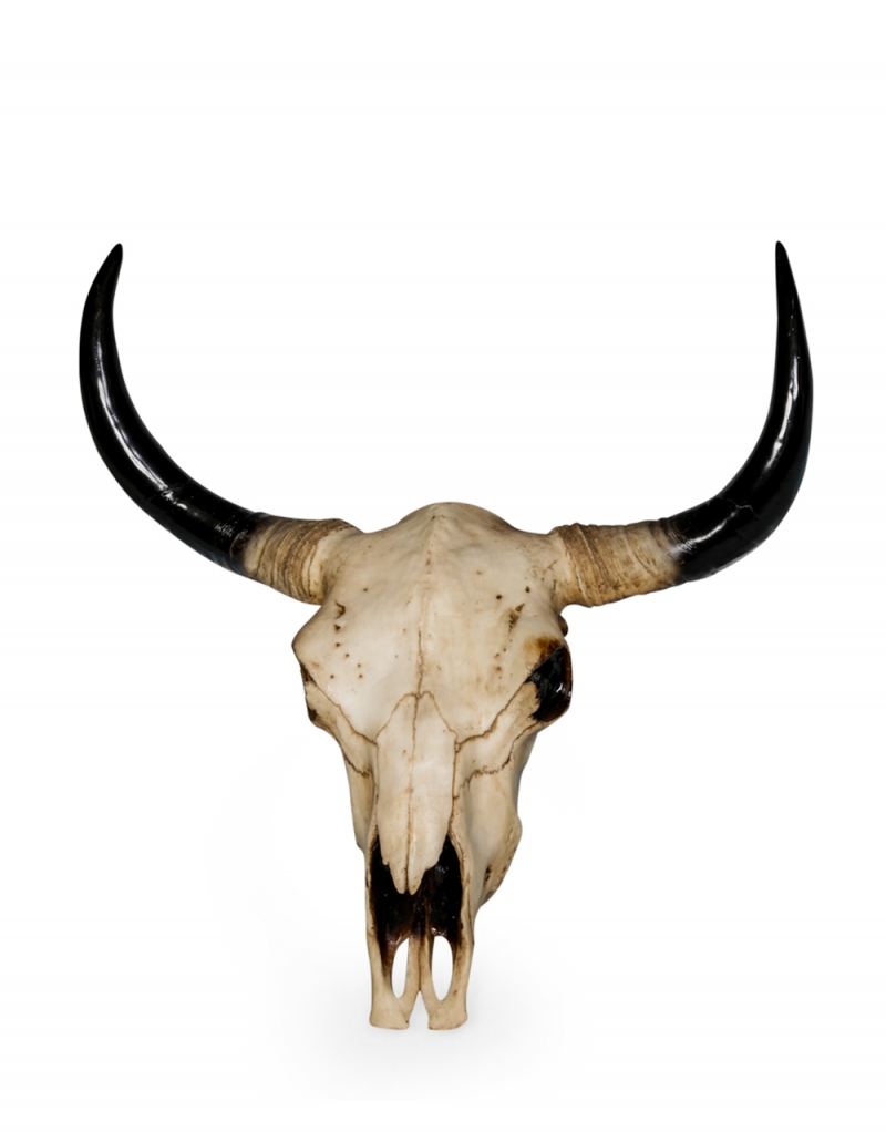 extra large wall hanging bison skull £119