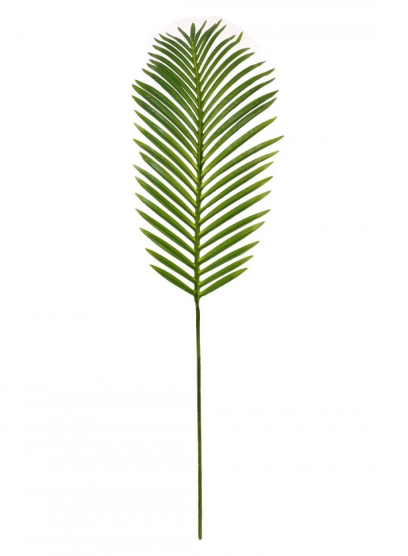 large tropical fern leaf