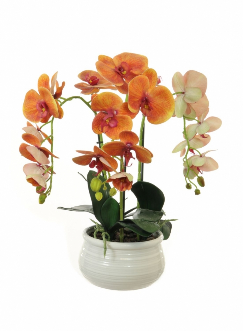 orange orchid in ceramic bowl