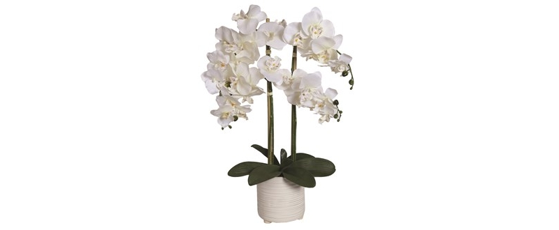 white orchid in ceremaic pot