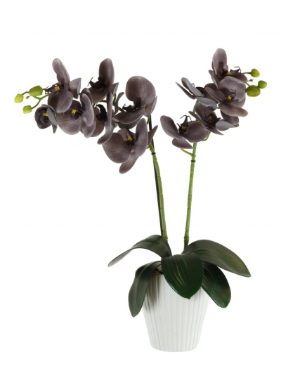 grey orchid in white pot £18.99