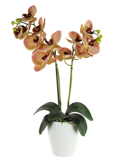 orange orchid in white pot £18.99