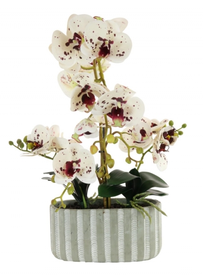 burgundy spot orchid in ripple pot £35