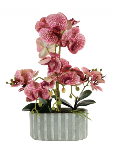 pink orchid in ripple pot £35