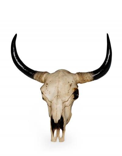 extra large wall hanging bison skull £119