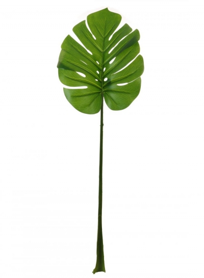 large monstera leaf