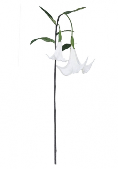 white trumpet lilly £8.99