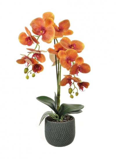 orange double orchid