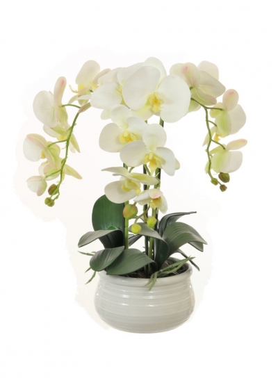 white triple orchid 