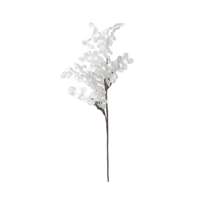 white eucalyptus stem
