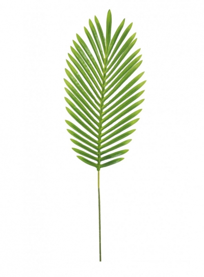 medium tropical fern leaf