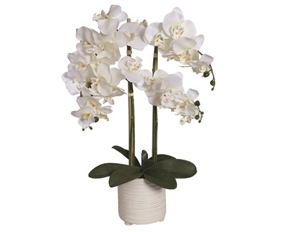 white orchid in ceremaic pot